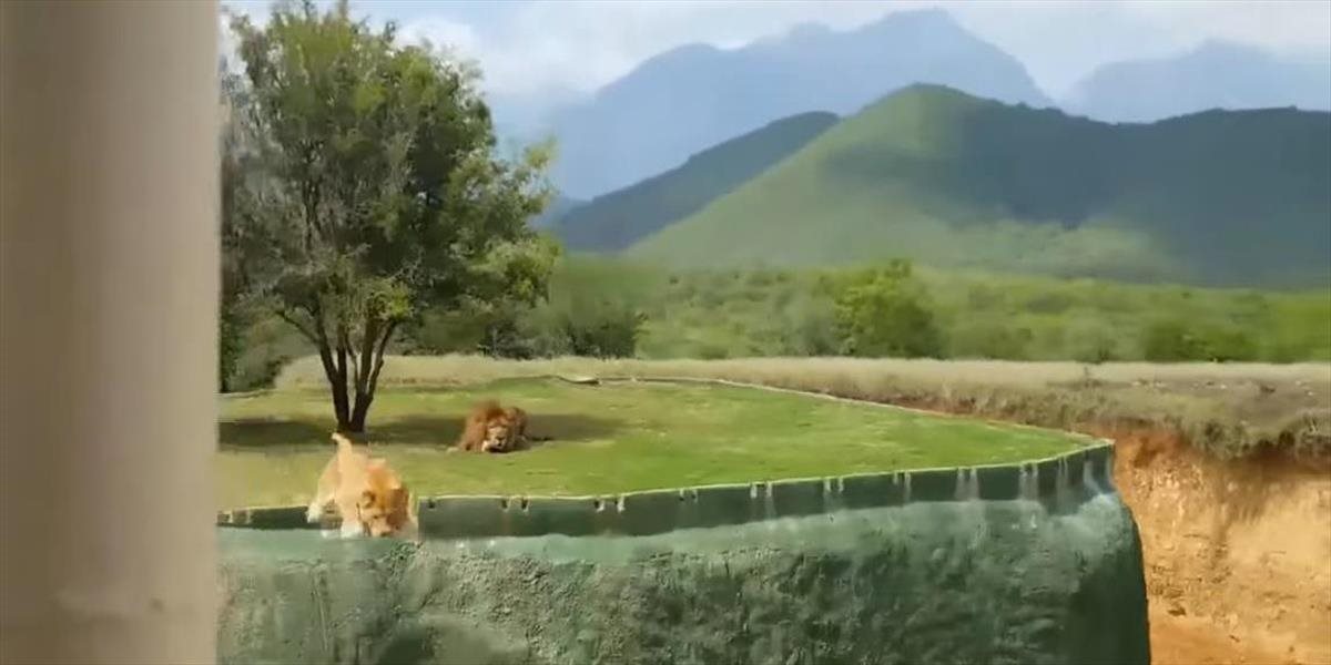 Mrazivé VIDEO Levica chcela zaútočiť na turistov v safari, spadla do priepasti