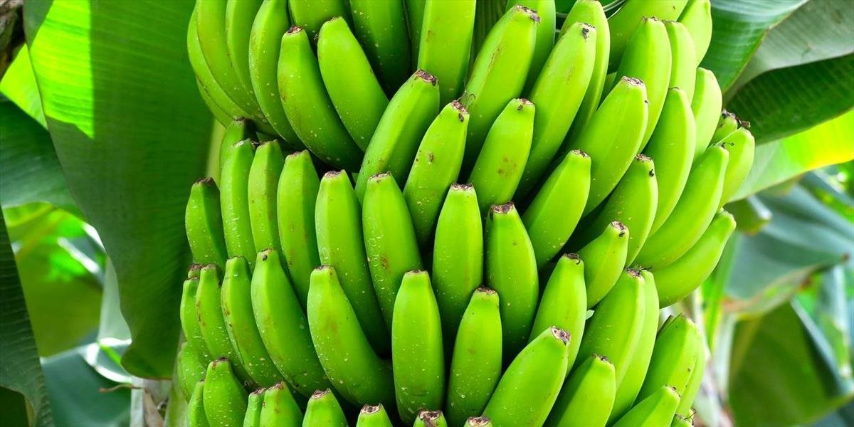 Drogoví díleri v Španielsku používali napodobeniny banánov na prepravu kokaínu