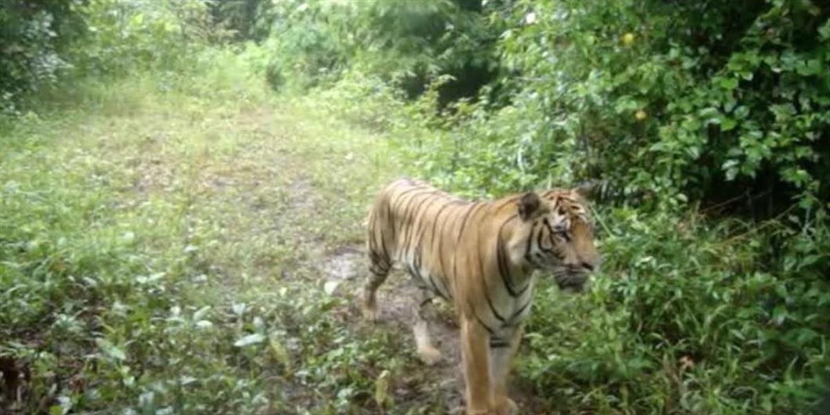 VIDEO Na východe Thajska objavili doteraz neznámu populáciu tigrov