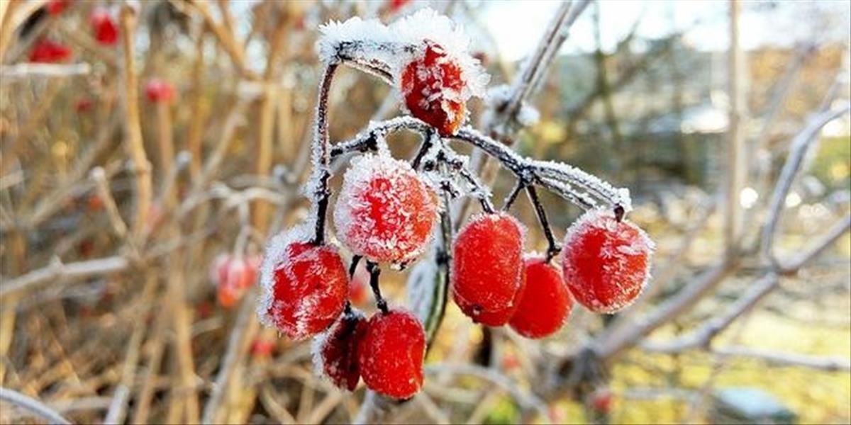 Rakúski vinári a ovocinári dostanú pre vlaňajšie mrazy odškodnené 51 miliónov eur