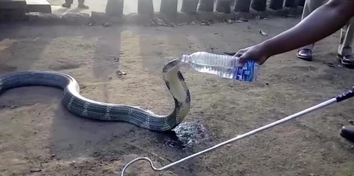Neuveriteľné VIDEO: Vysmädnutá jedovatá kobra si prišla po vodu medzi ľudí