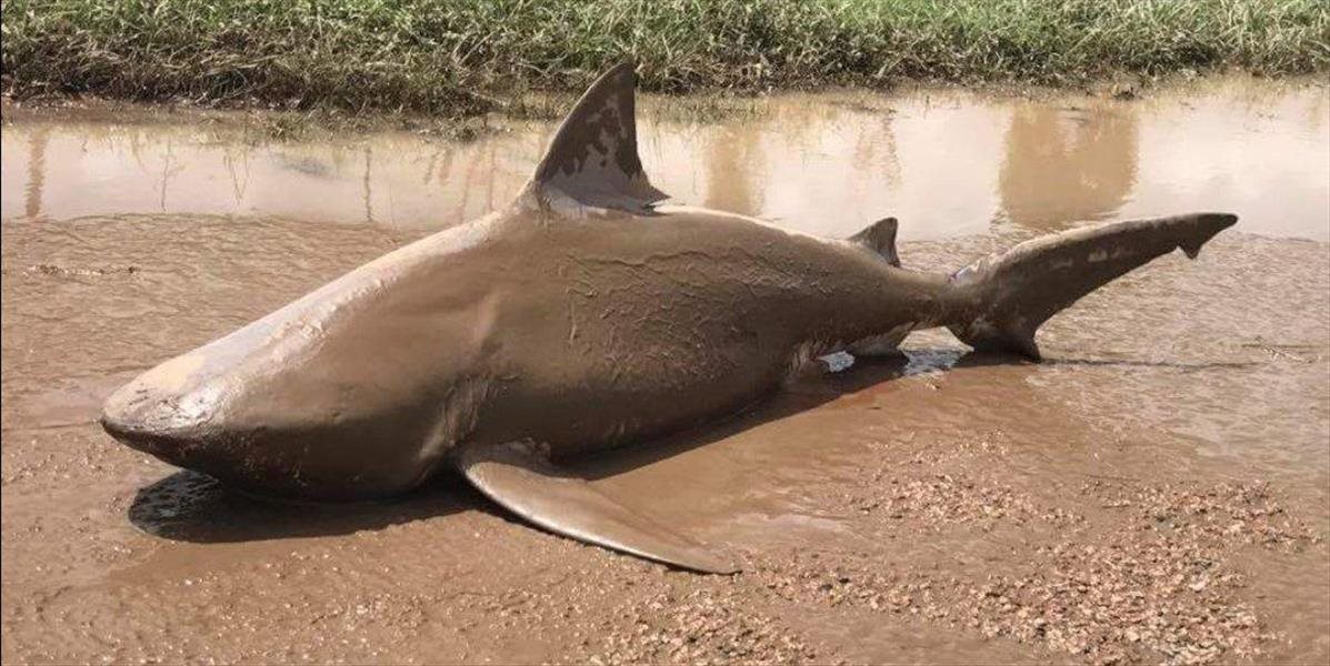 FOTO Obrovského ľudožravého žraloka vyplavilo na cestu v Austrálii po cyklóne Debbie