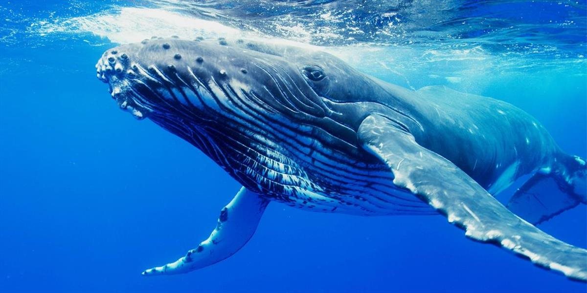 Japonsko napriek medzinárodnej kritike ulovilo v Južnom oceáne stovky veľrýb
