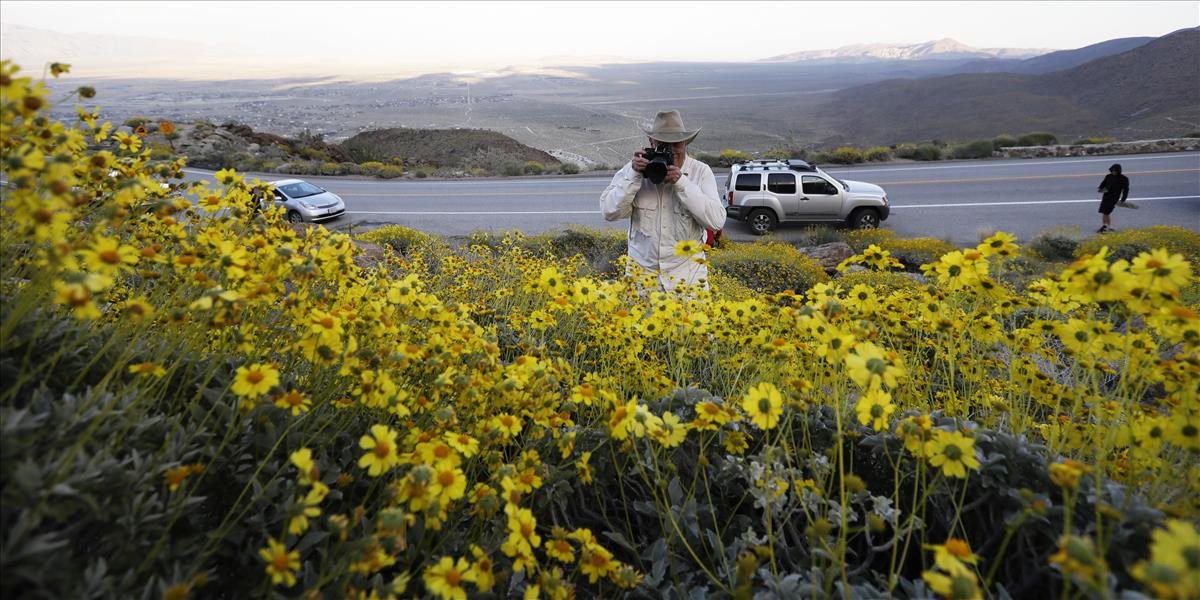 Púšť v Kalifornii rozkvitla naraz, stáva sa to raz za desaťročie