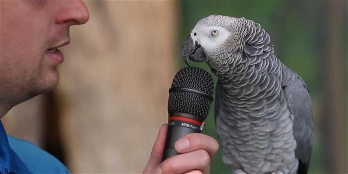 VIDEO Na svete je nová hviezda: Papagáj Einstein predviedol svoje super schopnosti