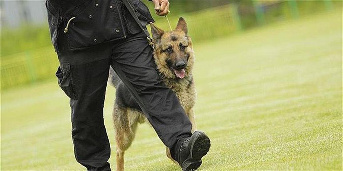 Policajný pes vystopoval zlodeja, súd už rozhodol o väzbe