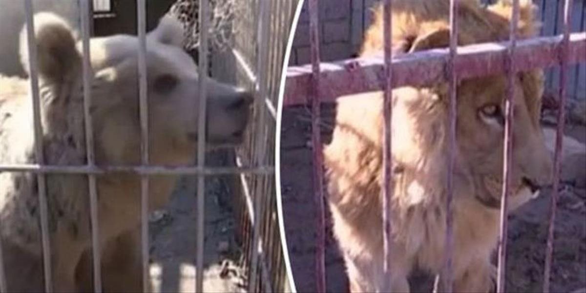 VIDEO Posledné dve zvieratá zo Zoo v Mósule, ktoré ako jediné prežili, prevezú do Jordánska