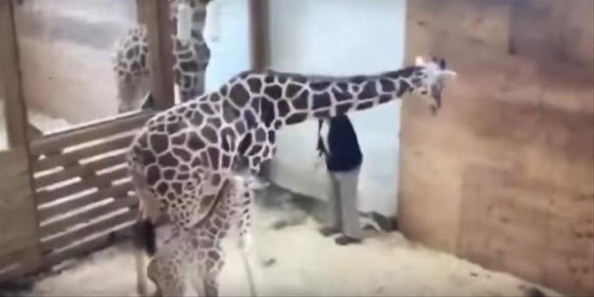 VIDEO Žirafa po pôrode zaútočila na veterinára, trafila citlivé partie