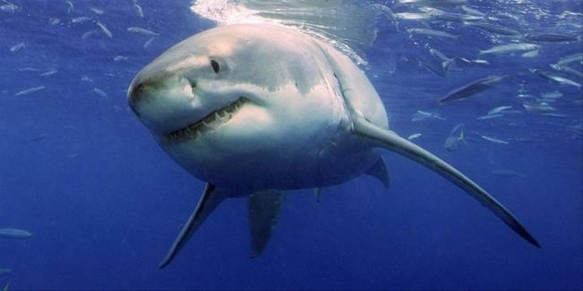 Hrozné: Mladá tínedžerka zomrela po napadnutí žralokom na západe Austrálie