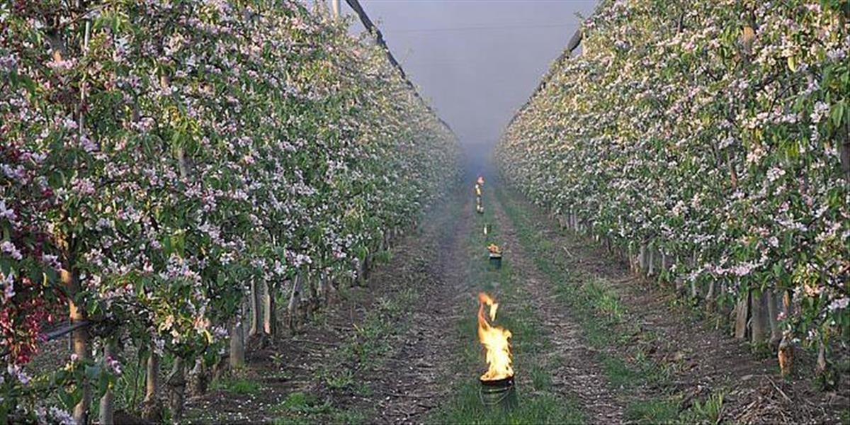 Ovocinári z Veselého si chránili úrodu pálením tisícok sviec