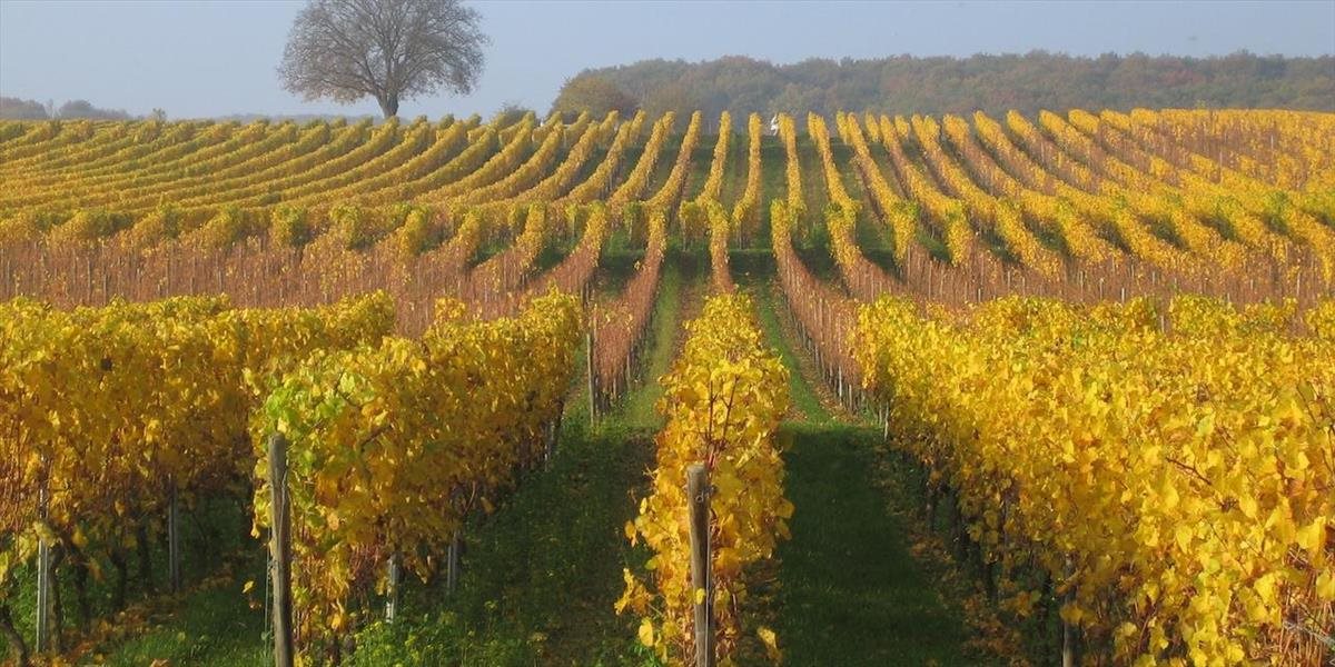 Silný mráz v tomto týždni poškodil aj vinice v Nemecku