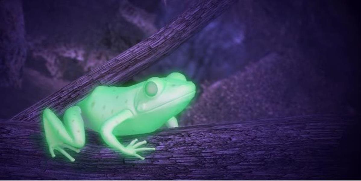 VIDEO Príroda opäť prekvapila, v Argentíne objavili prvú fluoreskujúcu žabu