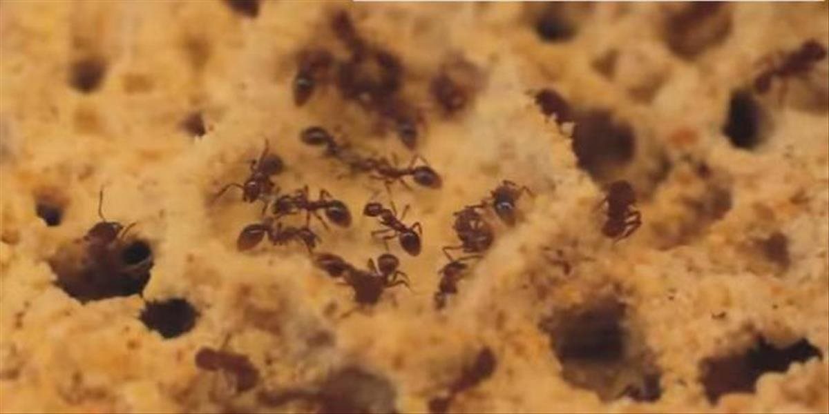 Nový druh mravca pomenovali po kapele Radiohead, dokáže si pestovať potravu!