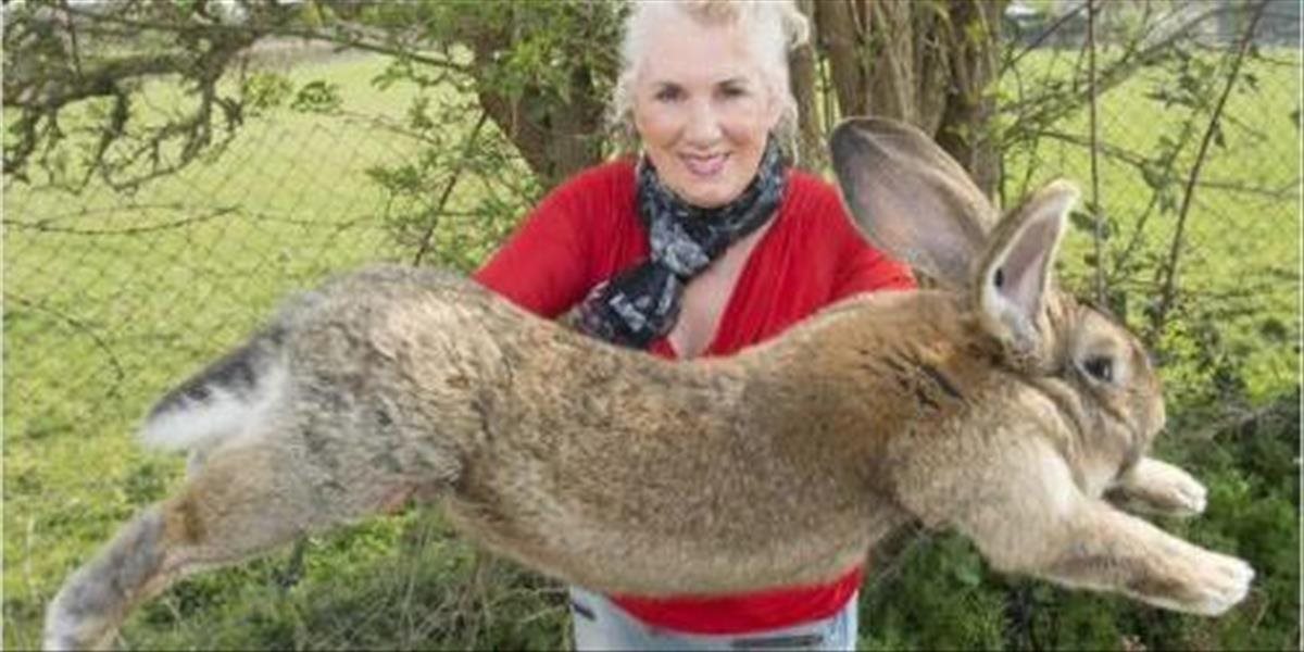 United Airlines majú ďalší prúser, počas letu zomrel potomok najväčšieho králika na svete