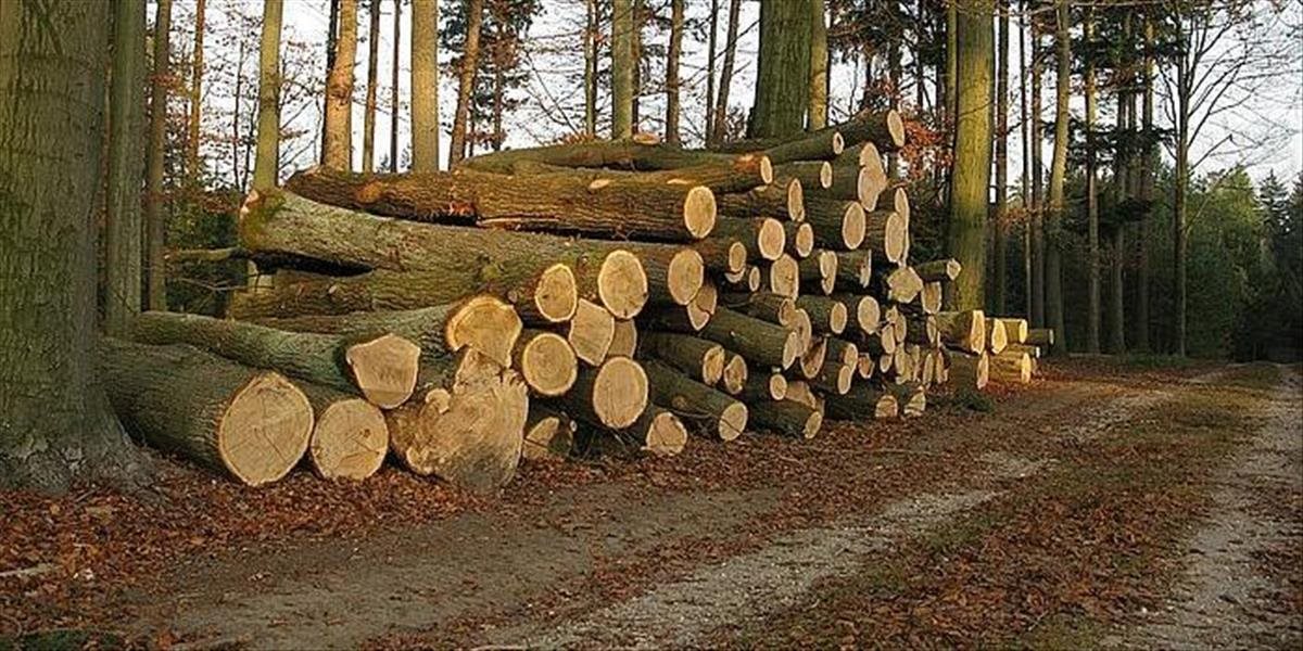 Brusel upozornil Slovensko na oblasť nezákonnej ťažby a predaja dreva