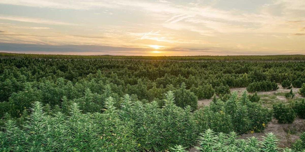 V Kalifornii začali pestovať marihuanu vo veľkom: Vytláča z polí zeleninu aj vinič