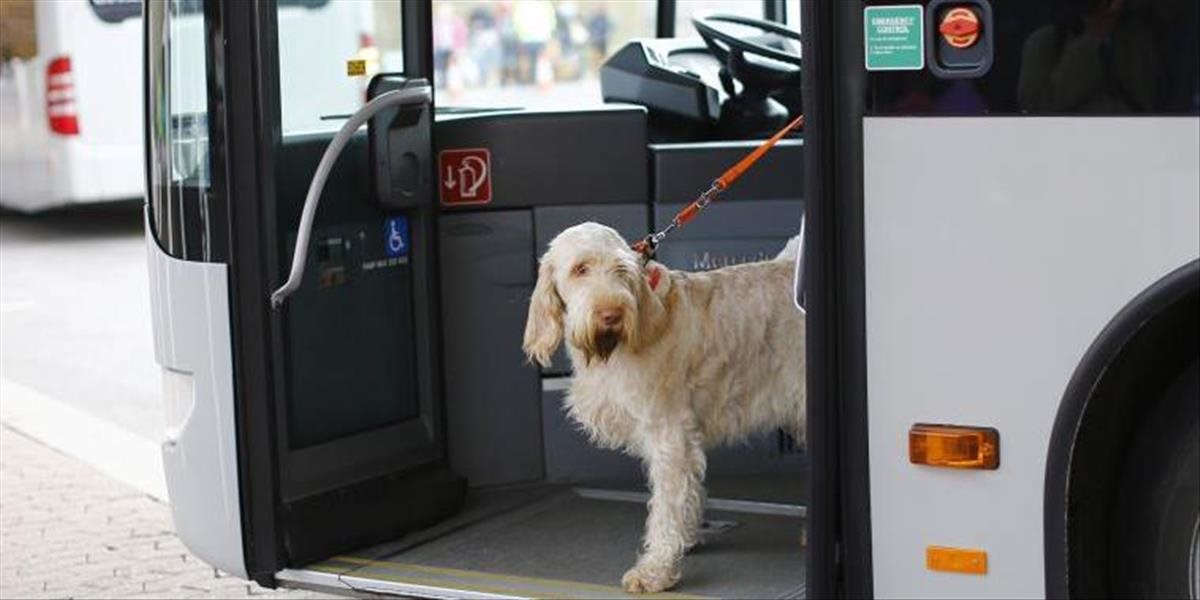 Vodič MHD môže odmietnuť prepravu dvoch psov bez schránky
