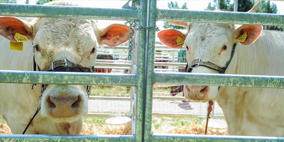 V Holandsku zanikajú malé farmy, chov kráv sa koncentruje vo veľkochovoch