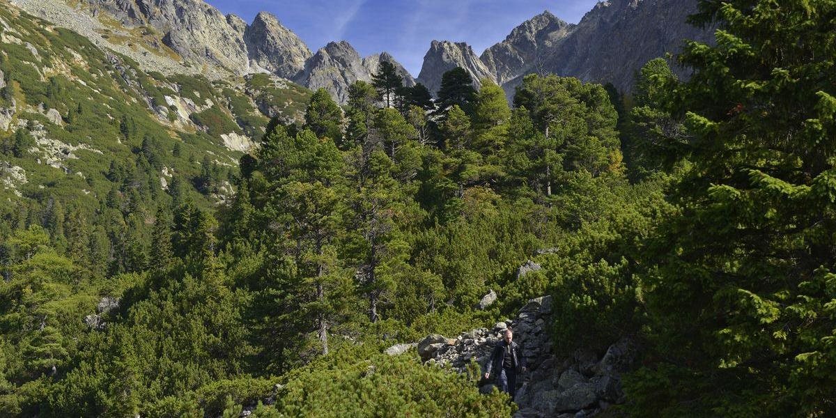 Slovenské lesy budú spracovateľom dodávať drevo na základe ratingu