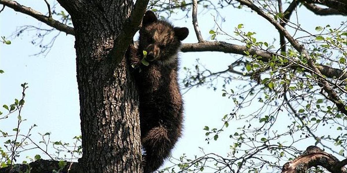 Aktualizované: Na strome v centre Starého Smokovca je medvedica s dvomi medvieďatami