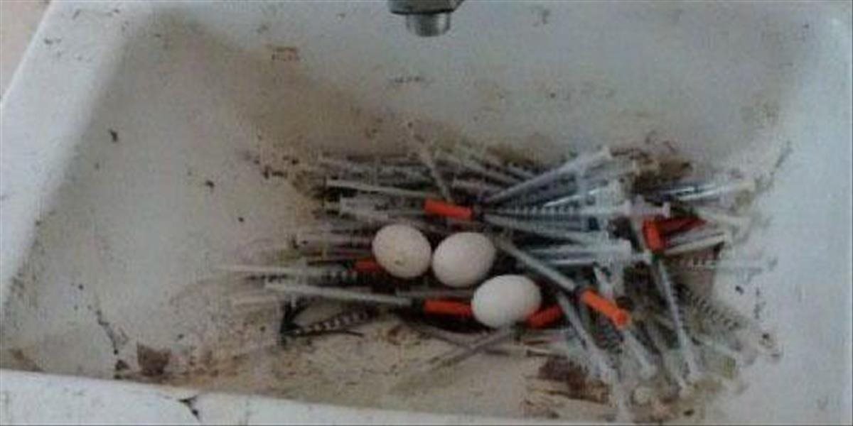 Smutný pohľad: Holubica nakládla vajíčka do hniezda z feťáckych ihiel
