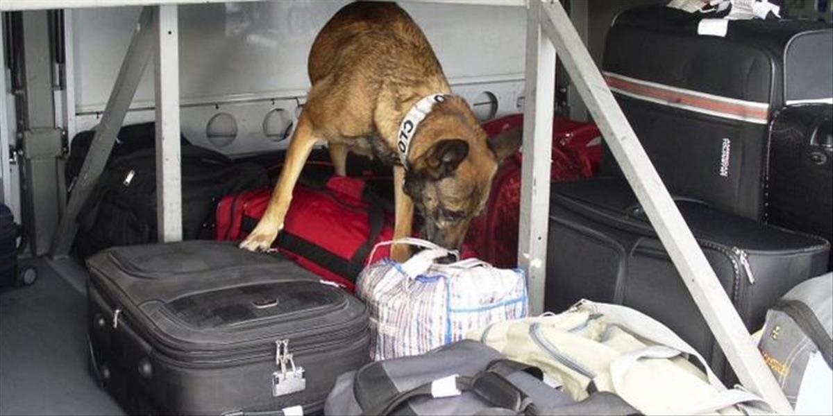 Veľký pomocník! Vďaka psovi Hugovi odhalili trenčianski colníci deväť drogových deliktov