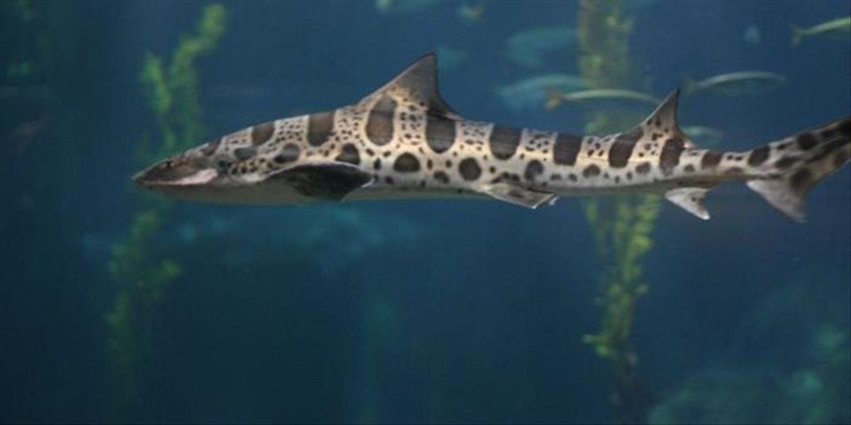 Šokujúce: Stovky žralokov leopardích zomierajú v Sanfranciskom zálive