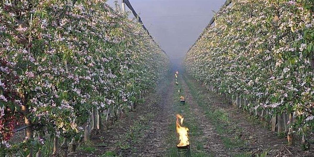 Ovocinári budú musieť opäť ochraňovať úrodu pred mrazmi