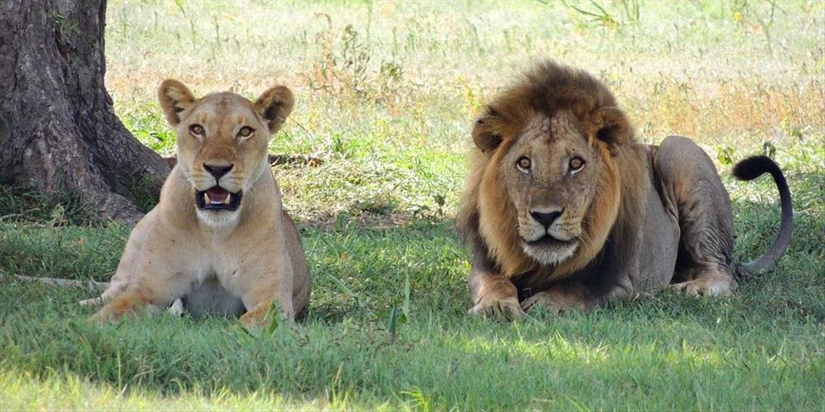 Juhoafričania sú na nohách: Z Krugerovho národného parku ušlo päť levov