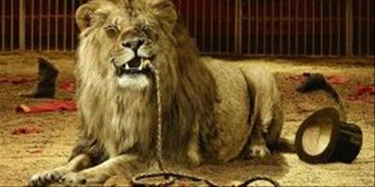 VIDEO Šokujúce: Cirkusový lev zaútočil v manéži na krotiteľa
