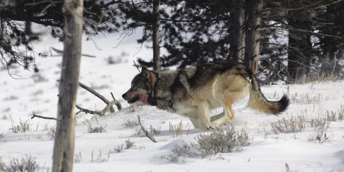 Yellowstonský národný park ponúka tučnú odmenu výmenou za informácie o pytliakovi, ktorý zastrelil vlka v chránenej oblasti