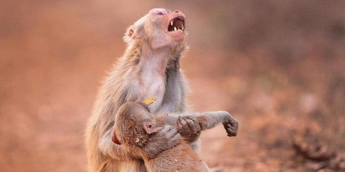 Srdcervúce FOTO Ind zachytil jedinečný moment a bolesť opičej matky