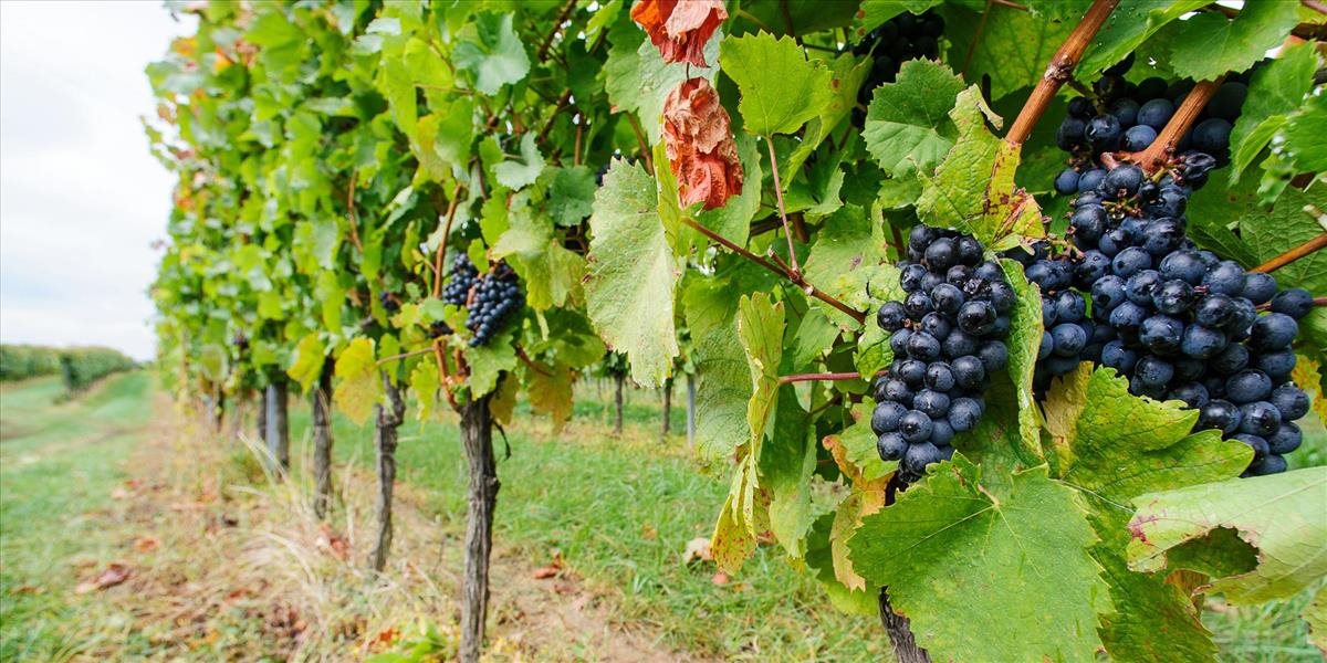 Mrazy už druhý rok po sebe vážne poškodili vinohrady