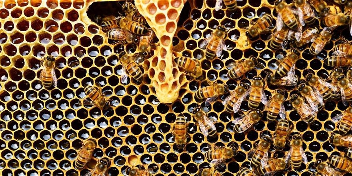 VIDEO Včely sú tretie najdôležitejšie hospodárske zvieratá, ako ich zachrániť?