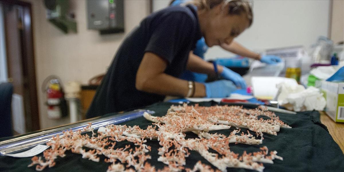 Colníci na bratislavskom letisku odhalili Slovákov, ktorí pašovali ohrozené koraly