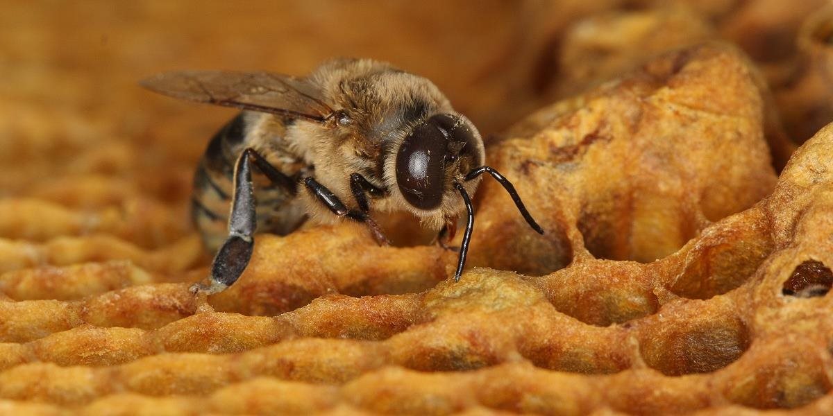 Včelári protestovali proti chemickým látkam, ktoré škodia včelám