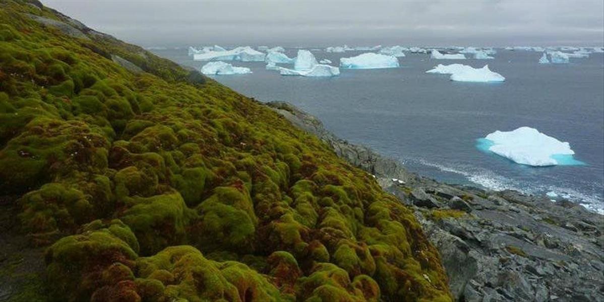 Vedci upozorňujú, Antarktída sa začína zelenať!