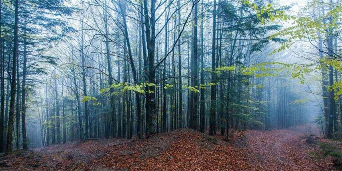 Ministerstvo životného prostredia si za prioritu vytýčilo zachovanie bukových pralesov
