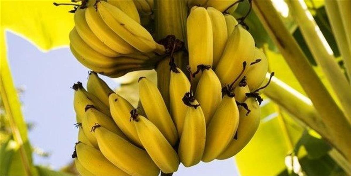 Pestovateľky banánov z Ekvádoru prišli na Slovensko spropagovať fair trade obchod