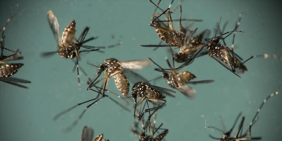 India oznámila prvé tri prípady nakazenia vírusom zika
