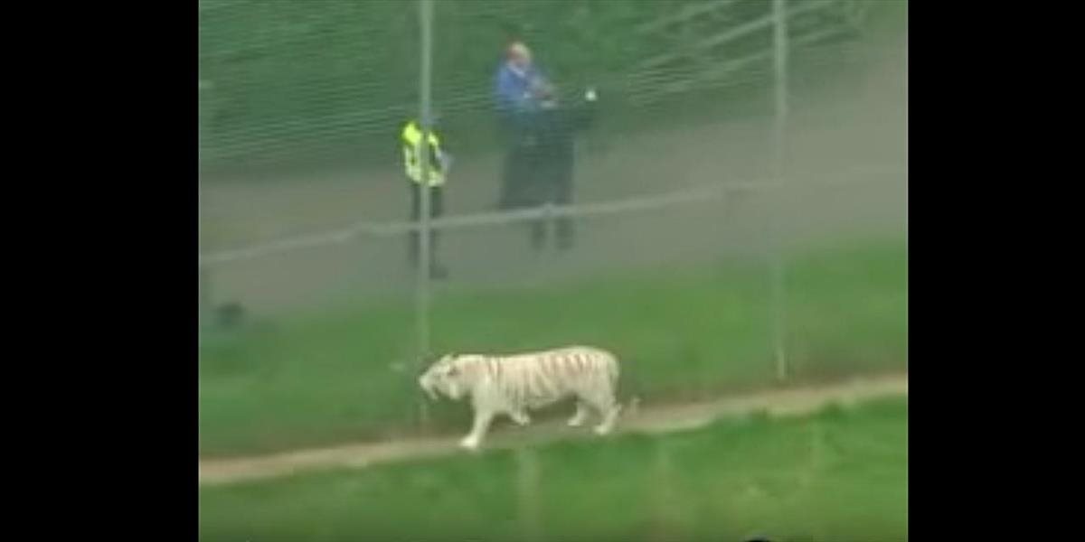 V britskej zoo došlo k tragédii: Tiger zabil opatrovateľku, ktorá sa o neho už dlhšie starala