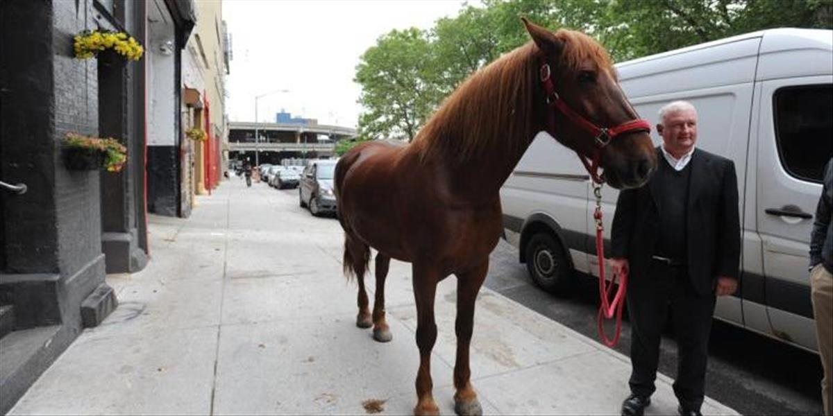 FOTO a VIDEO Cválajúci kôň v uliciach New Yorku vyvolal v dopravnej špičke chaos