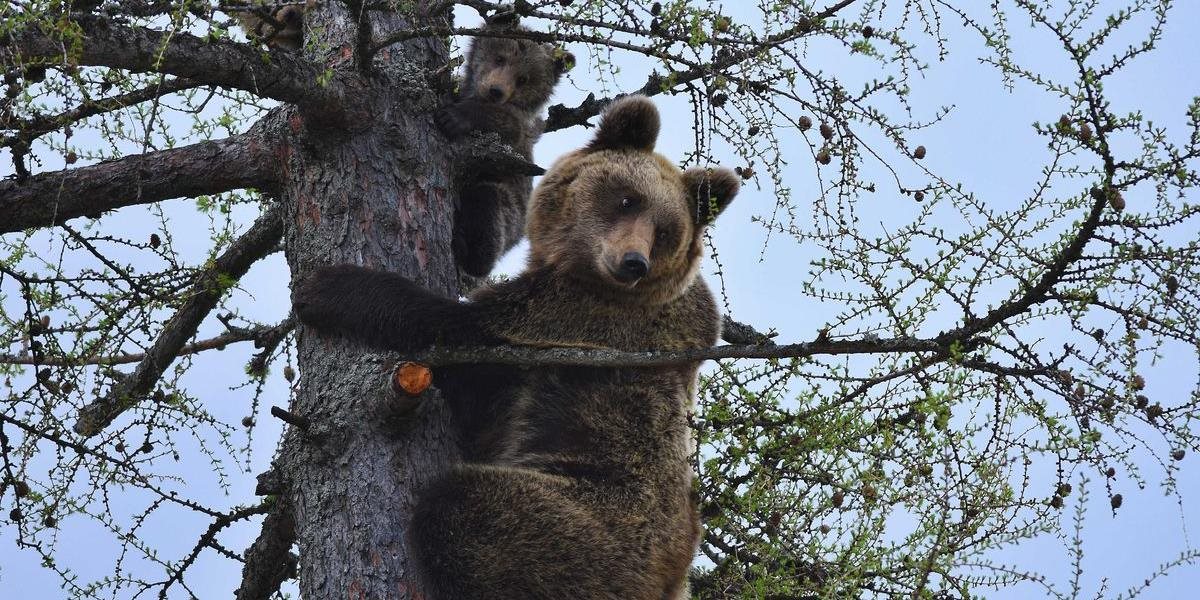 Medvedicu, známu svojím výletom na strom v centre Starého Smokovca, napokon odstrelili