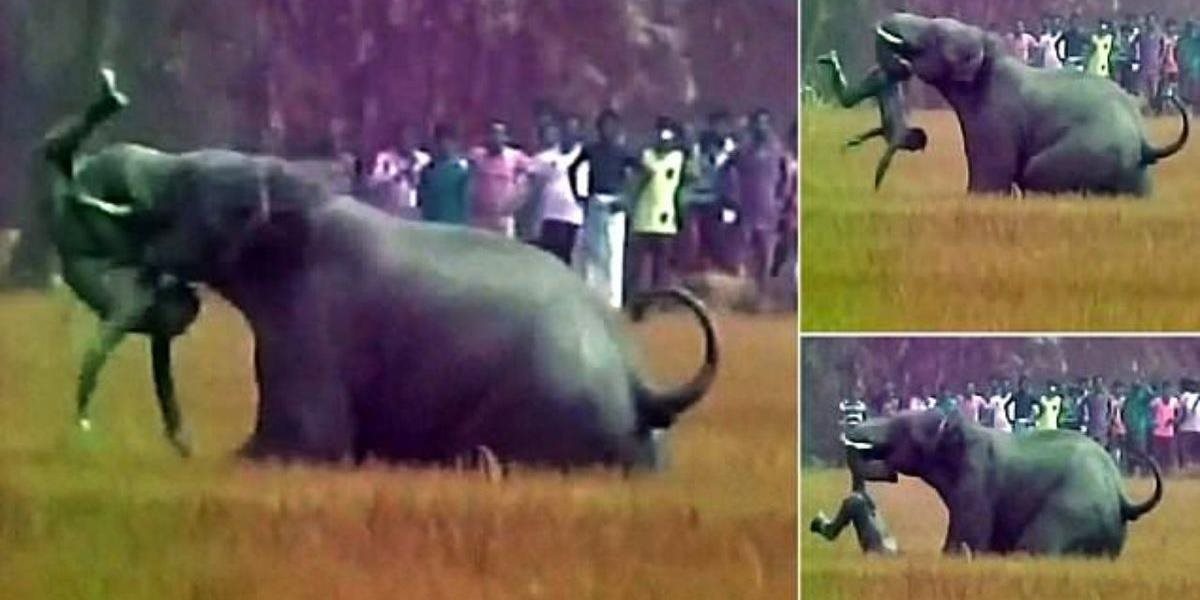 Divoko žijúci slon zabil v Nepále muža