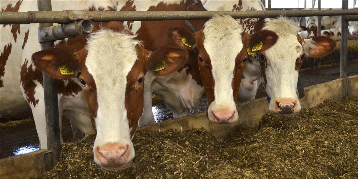 Slovensko a Maďarsko spečatilo dohodu pri chove hovädzieho dobytka
