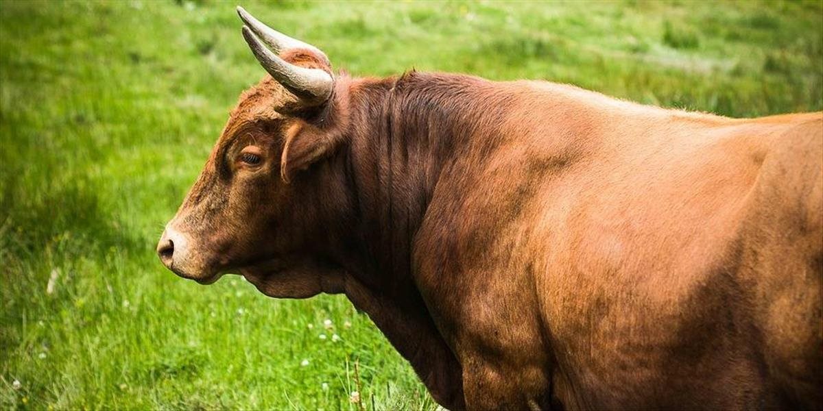 Počas výstavy dobytka v Kodani ušiel býk! Zranil šesť ľudí, medzi nimi aj deti