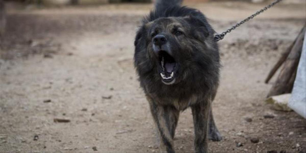 V rómskej osade túlavé psy ohrozujú poštárov i miestnych obyvateľov