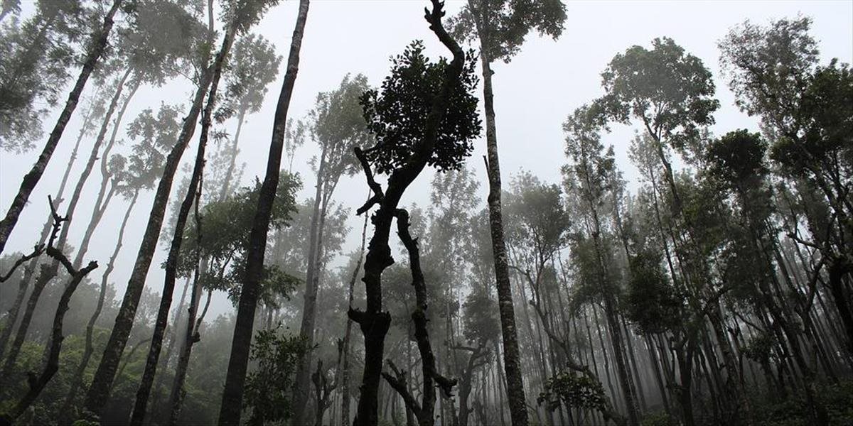 Náboženskí a domorodí lídri žiadajú zastavenie odlesňovania dažďových pralesov a zníženie emisií