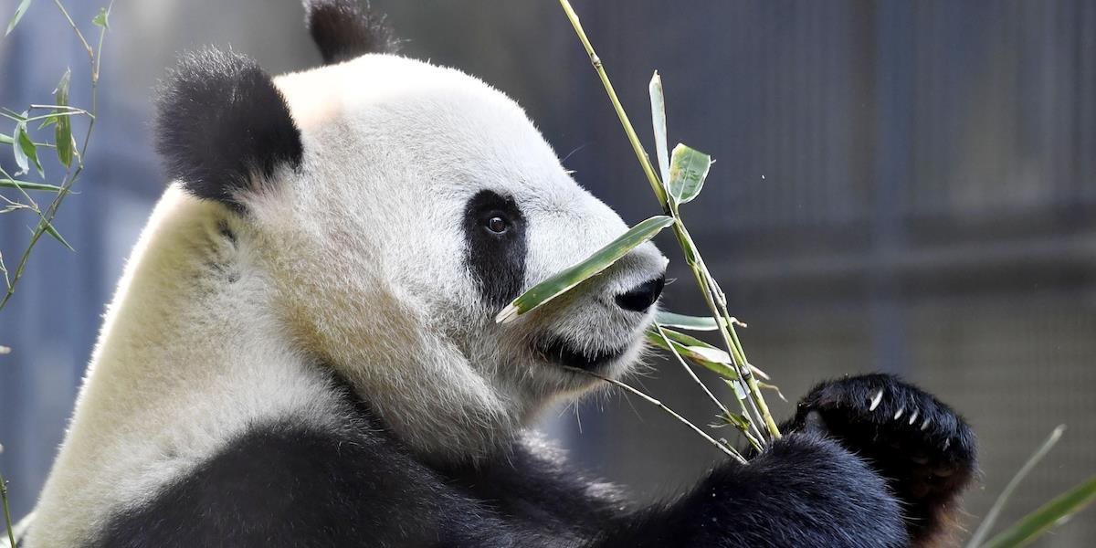 V Nemecku budú pandám púšťať porno: Berlínskej ZOO to poradil odborník