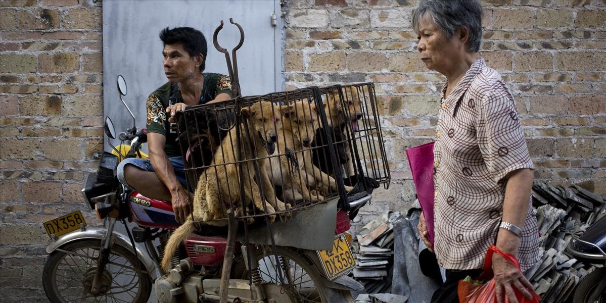 Nechutné FOTO V Čine sa napriek dohadom o zákaze začal festival psieho mäsa